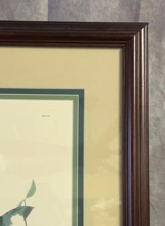 Vintage Audubon Society Cardinal & Grosbeak Framed Print - 24x29 Bird Art - 3