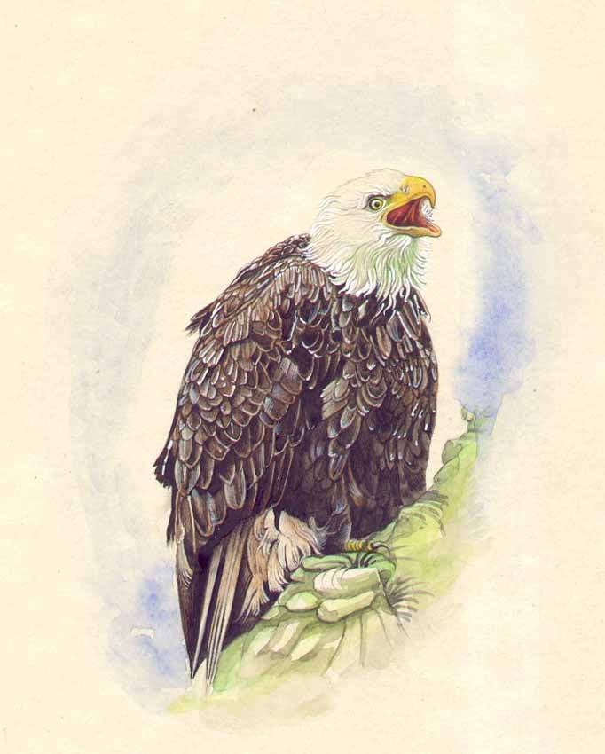 Bald Eagle: Title: Bald Eagle Description: Birds Painting Reserve: $57.00 Shipping: Domestic: Shipping rates are determined by destination International: Foreign shipping rates are determined by destination.