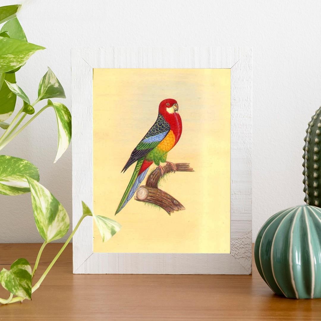 Eastern Rosella (Platycercus eximius) - 2