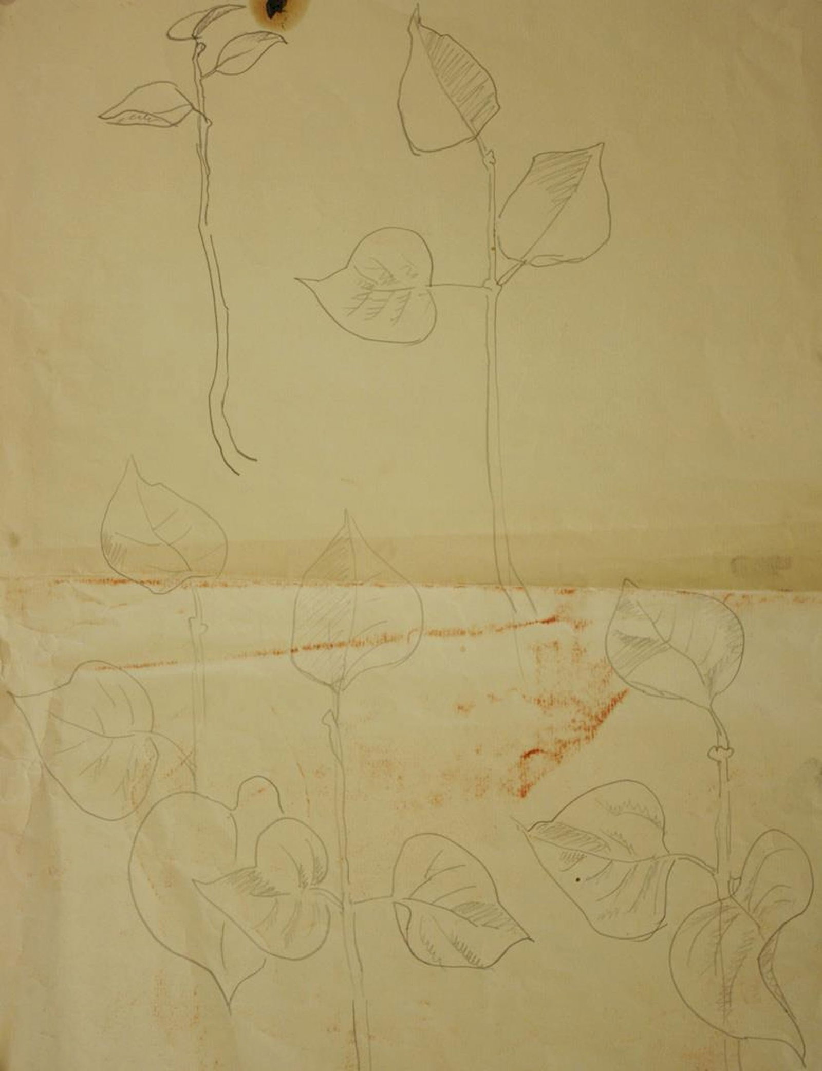Mynka Olexandr (Ukrainian artist), "Ivy", pencil on paper (1 of 1)