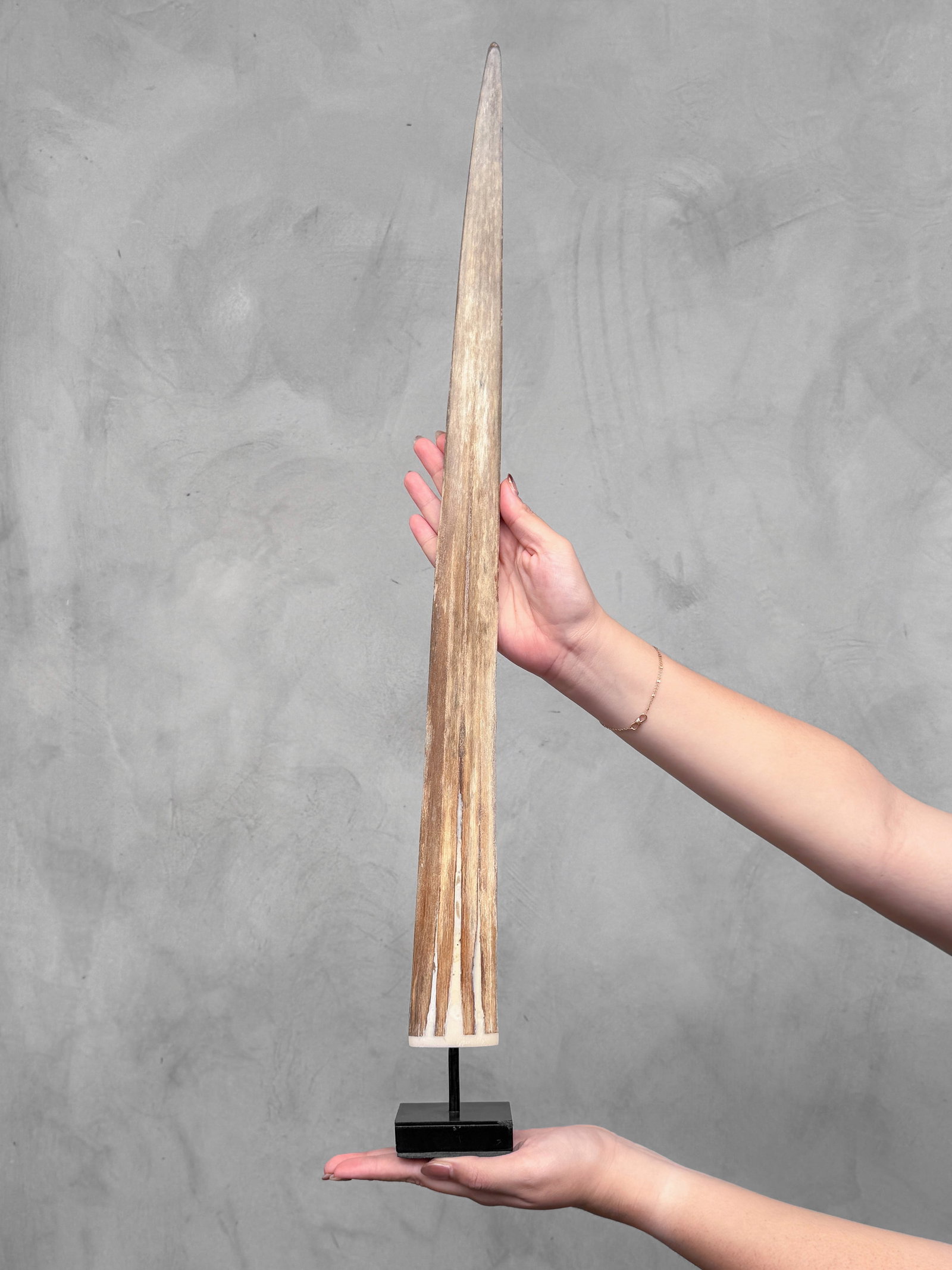 Swordfish tusk with stand - 2