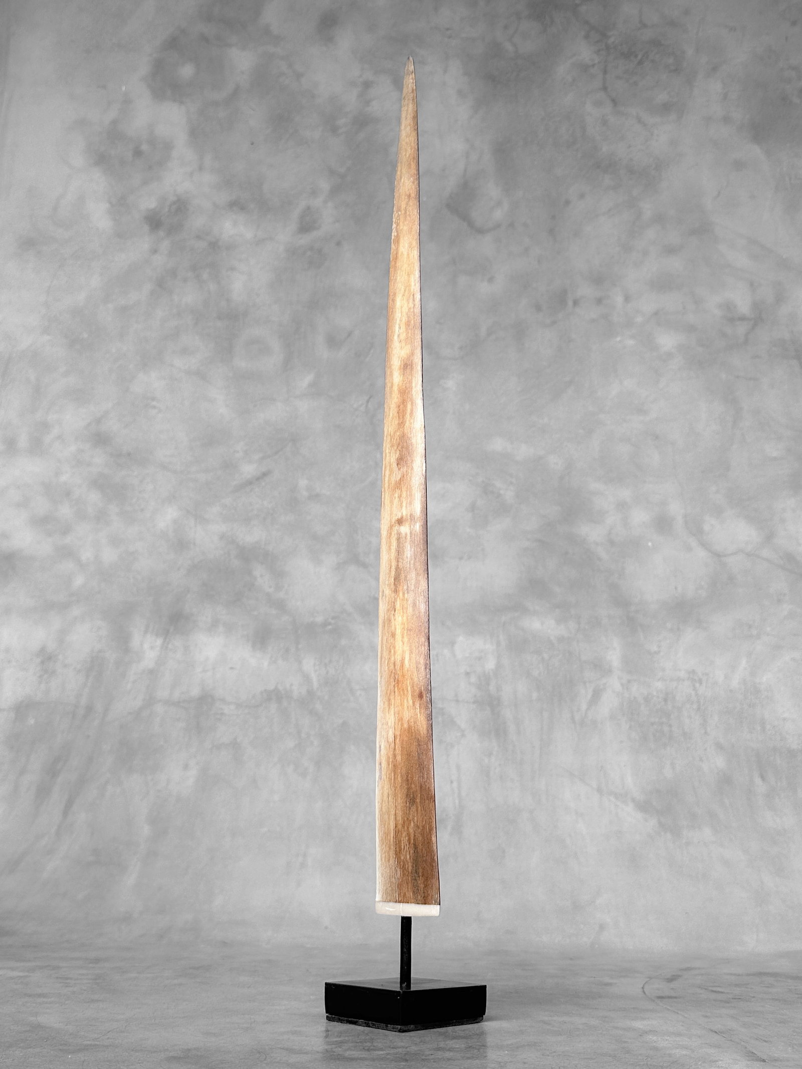 Swordfish tusk with stand - 3