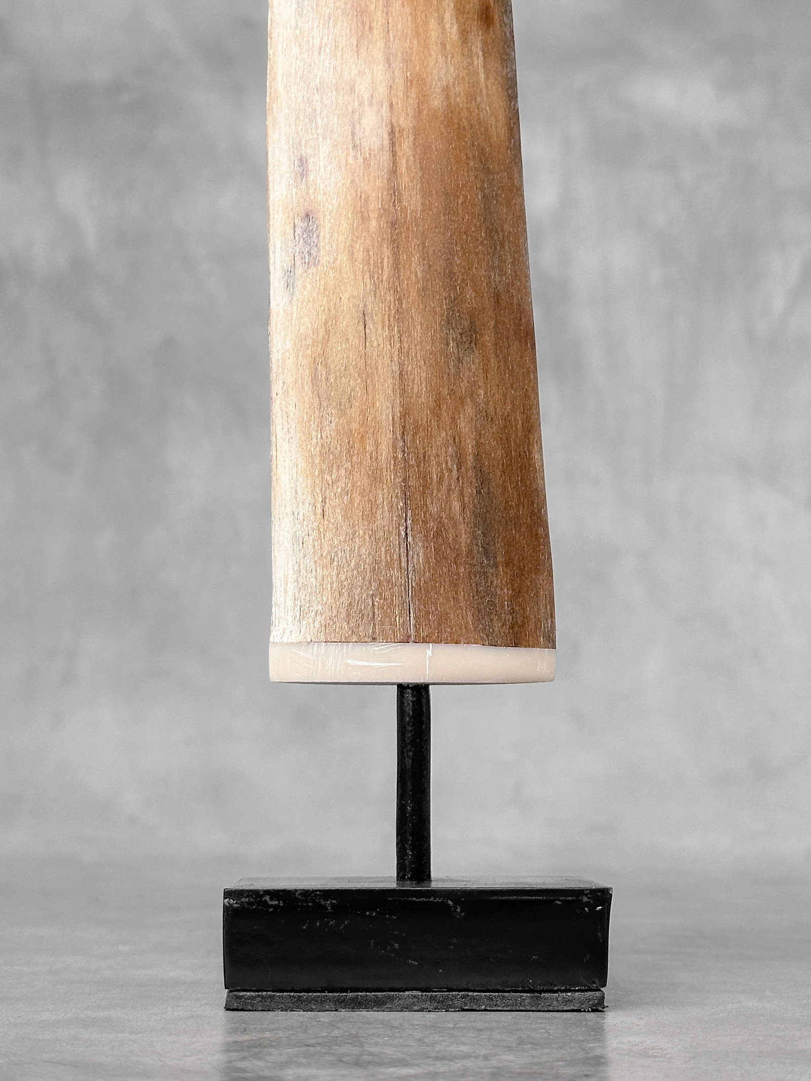 Swordfish tusk with stand - 4