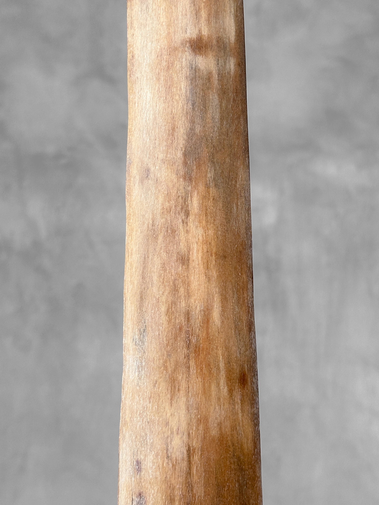 Swordfish tusk with stand - 5