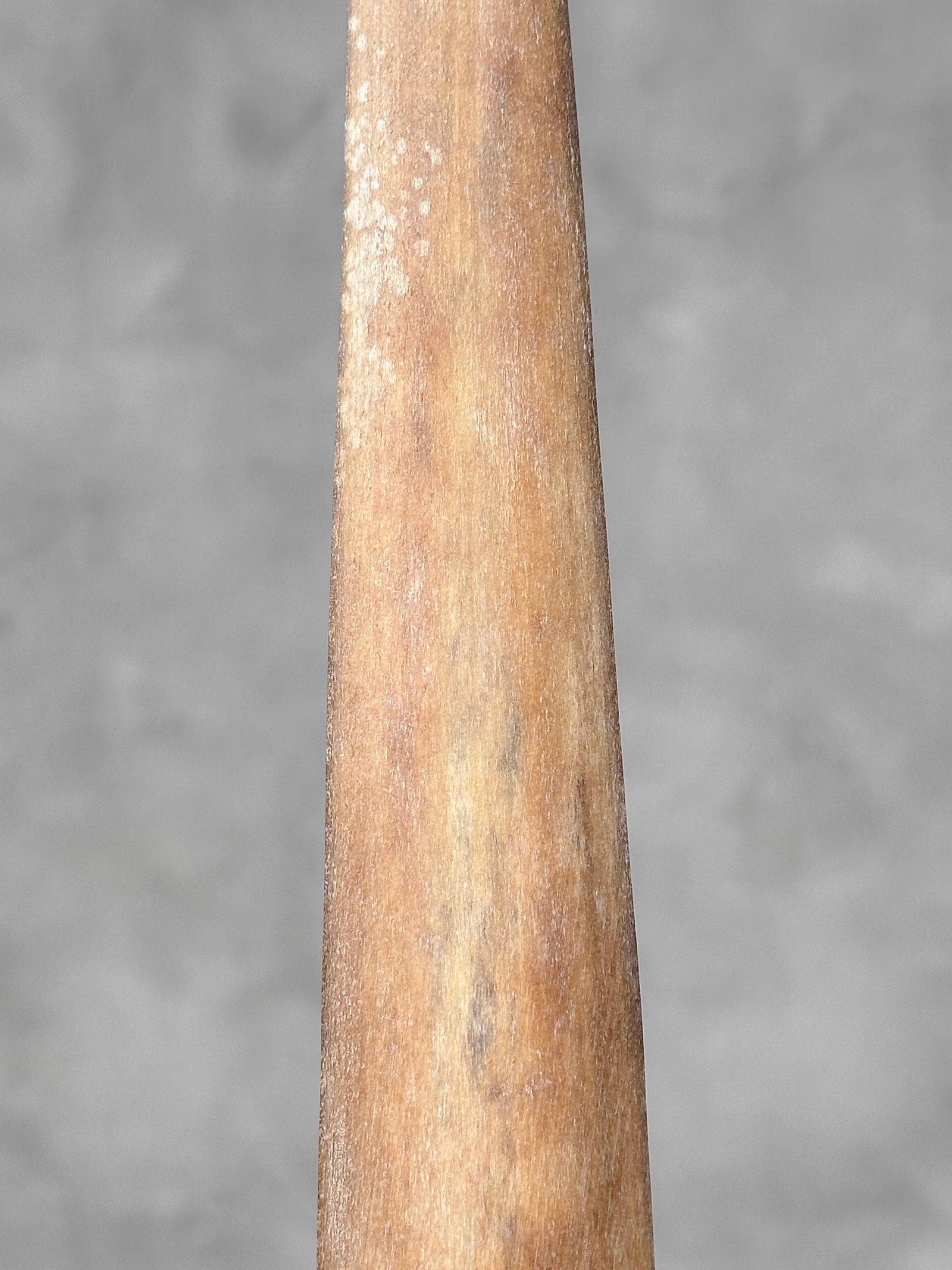 Swordfish tusk with stand - 7