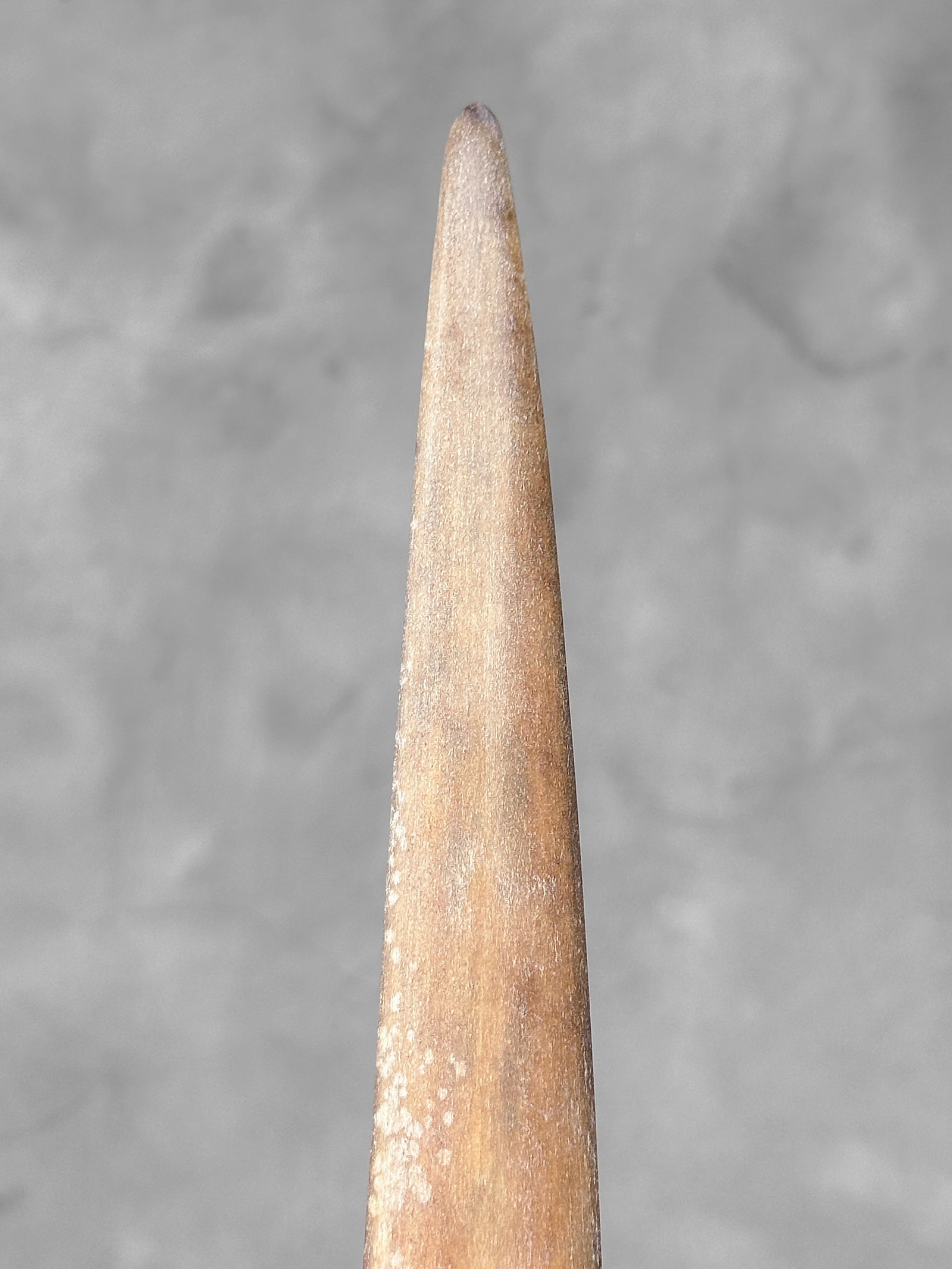 Swordfish tusk with stand - 8