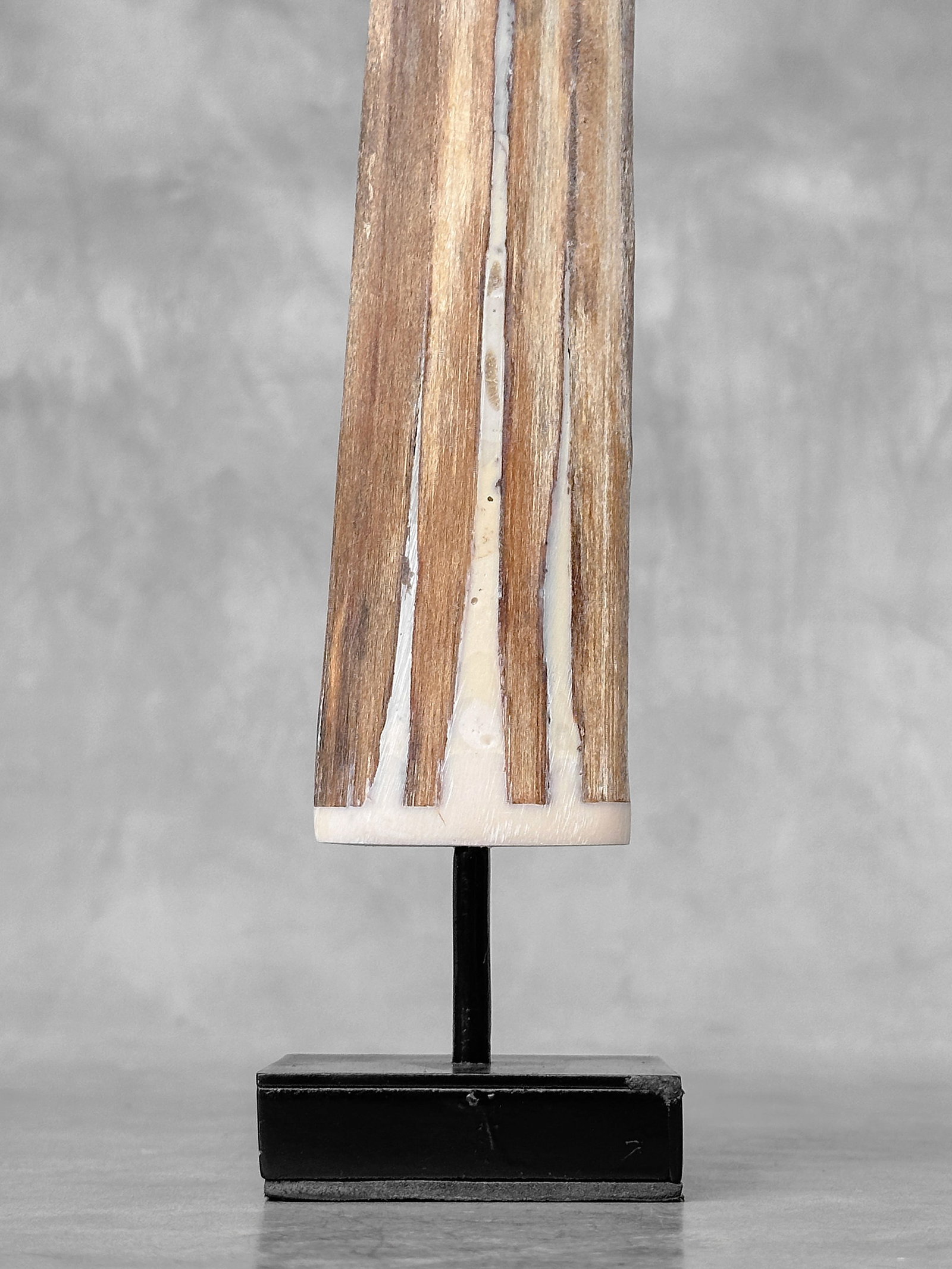 Swordfish tusk with stand - 9