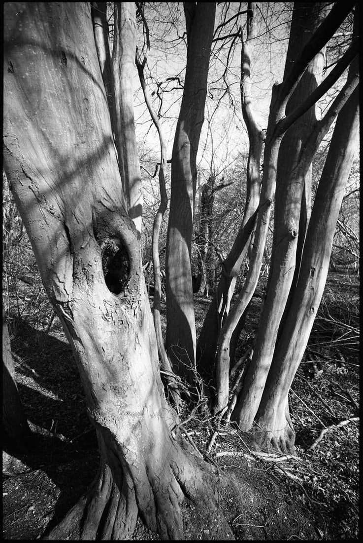 Shadowed Tree, Thorndon Woodland, Suffolk - Silver Gelatin Photograph (1 of 3)