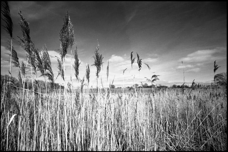 Water Reeds, Thorndon Woodland, Suffolk - Silver Gelatin Photograph: Title: Water Reeds, Thorndon Woodland, Suffolk - Silver Gelatin Photograph Description: 20 x 16 in Medium: Water Reeds, Thorndon Woodland, Suffolk - Silver Gelatin Photograph - Limited Edition of 10 P