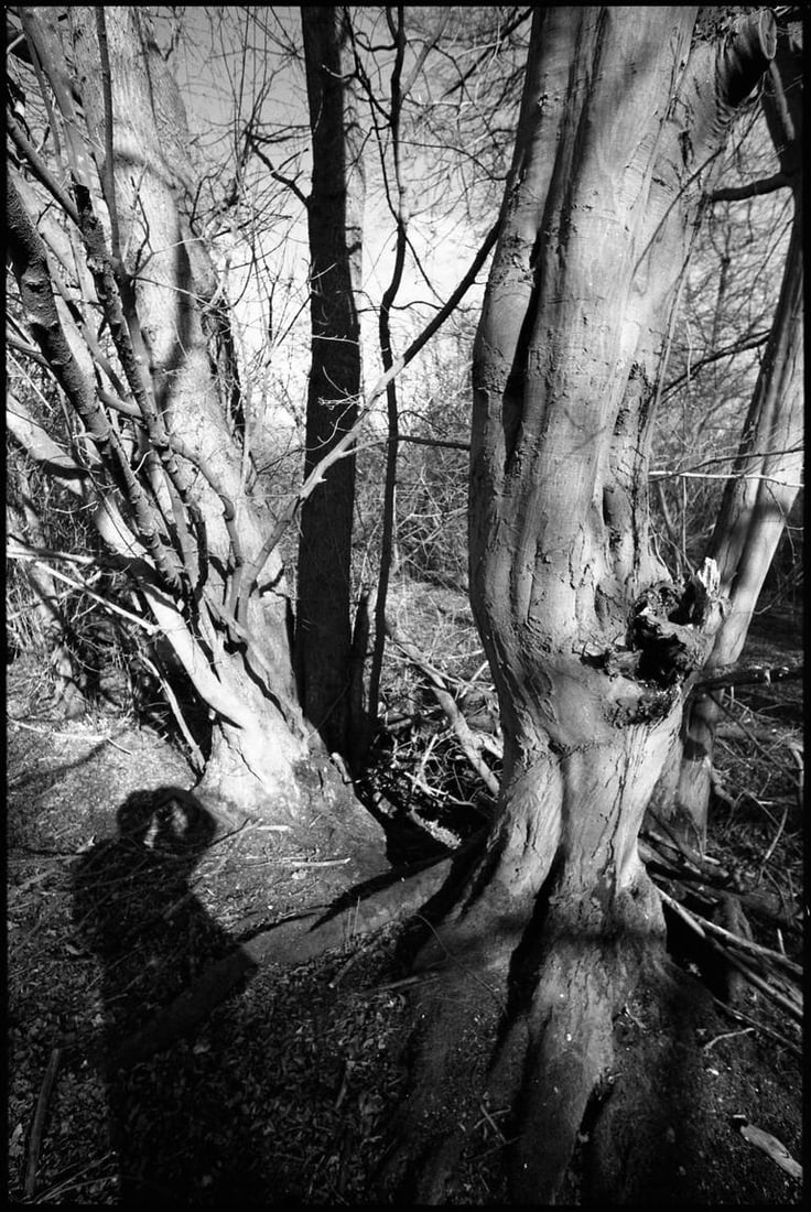 Edition 1/10 - Shadow Selfie, Thorndon Woodland, Suffolk Photograph (1 of 3)