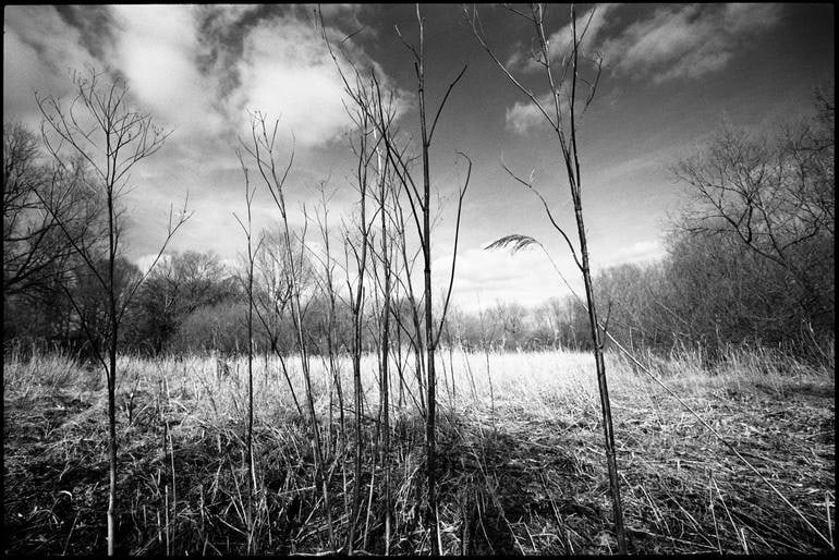 Edition 1/10 - Stems, Thorndon Woodland, Suffolk Photograph: Title: Edition 1/10 - Stems, Thorndon Woodland, Suffolk Photograph Description: 20 x 16 in Medium: Edition 1/10 - Stems, Thorndon Woodland, Suffolk Photograph Paul Cooklin United Kingdom Photography, 