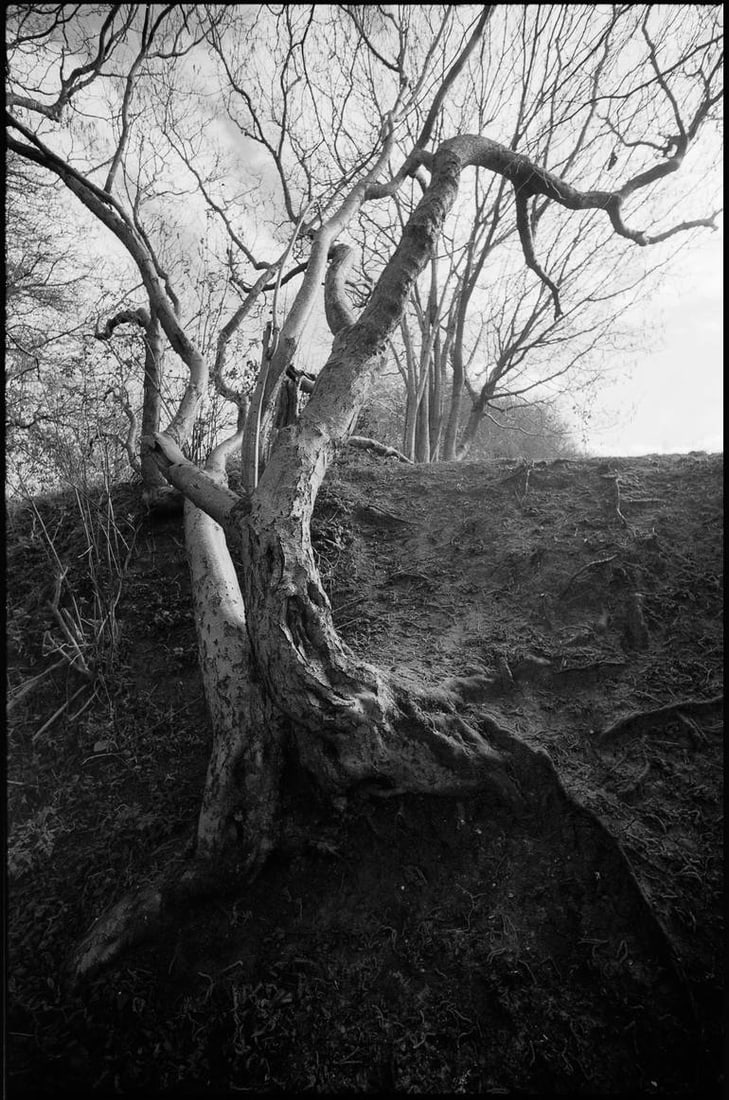 Tree Branches, Thorndon Woodland, Suffolk - Silver Gelatin Photograph: Title: Tree Branches, Thorndon Woodland, Suffolk - Silver Gelatin Photograph Description: 16 x 20 in Medium: Tree Branches, Thorndon Woodland, Suffolk - Silver Gelatin Photograph - Limited Edition of 