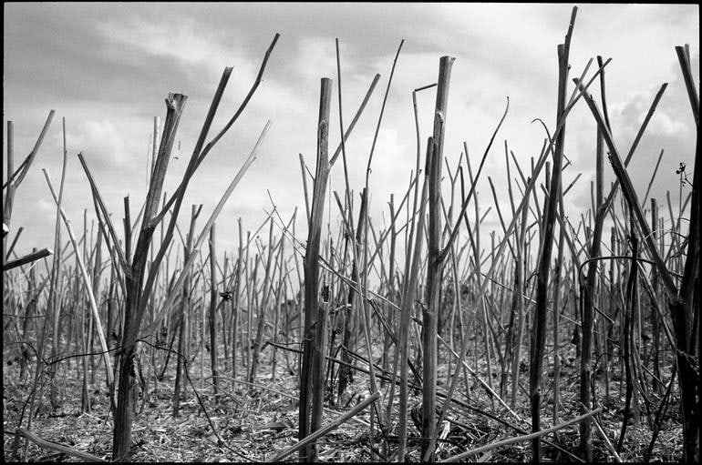 Stubble, Occold, Suffolk - Silver Gelatin Photograph: Title: Stubble, Occold, Suffolk - Silver Gelatin Photograph Description: 20 x 16 in Medium: Stubble, Occold, Suffolk - Silver Gelatin Photograph - Limited Edition of 10 Paul Cooklin United Kingdom