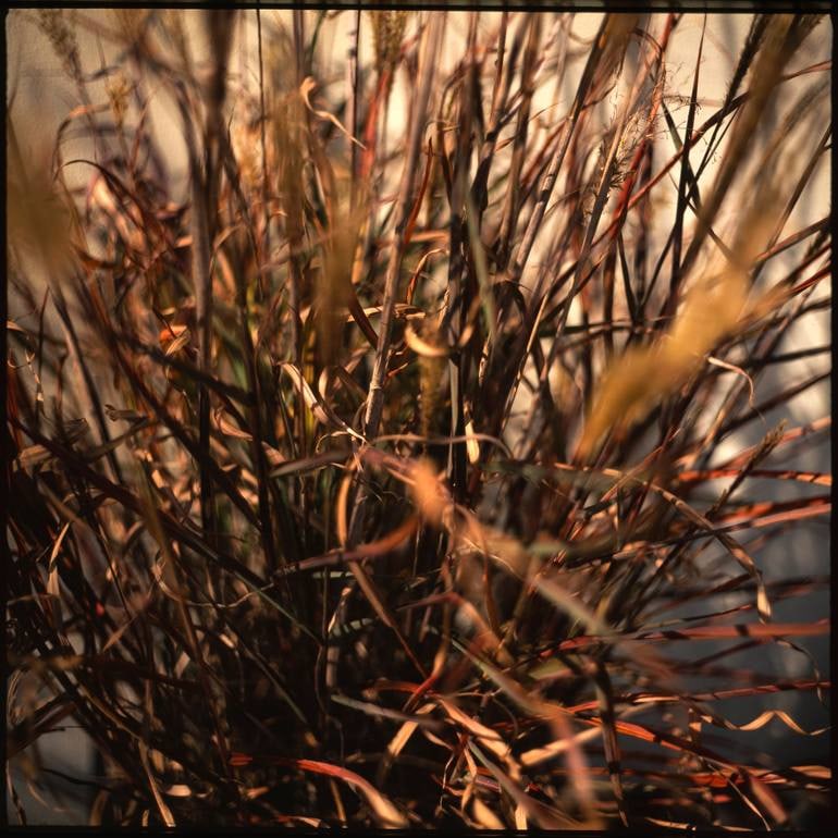 Dronning Ingrid, Miscanthus Sinensis - Giclee Photograph (1 of 3)