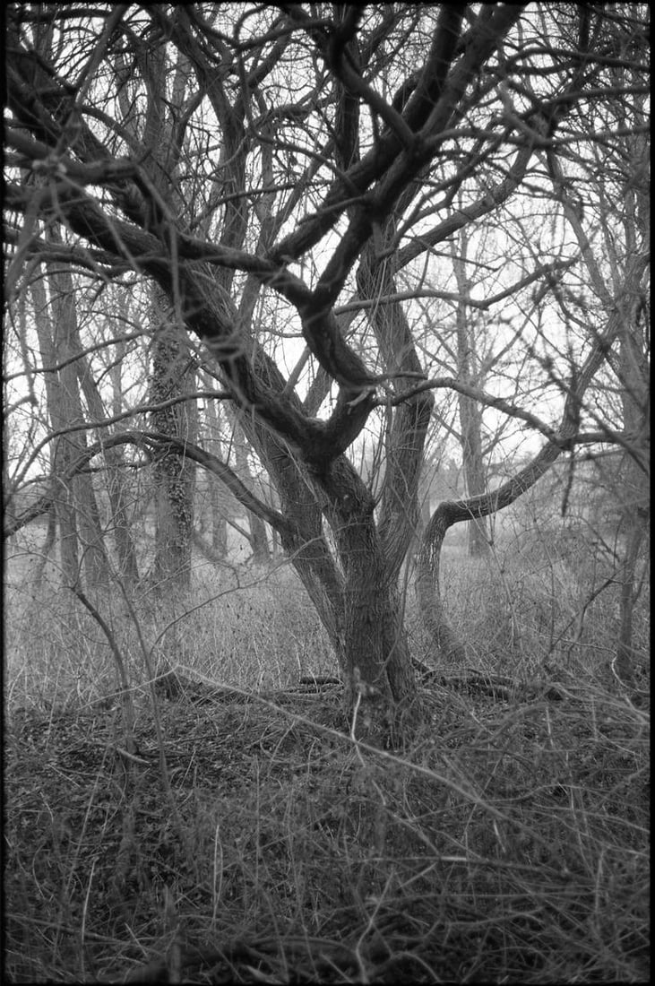 Edition 2/10 - Thornham Walks, Suffolk -Silver Gelatin Photograph: Title: Edition 2/10 - Thornham Walks, Suffolk -Silver Gelatin Photograph Description: 16 x 20 in Medium: Edition 2/10 - Thornham Walks, Suffolk -Silver Gelatin Photograph Paul Cooklin United Kingdom