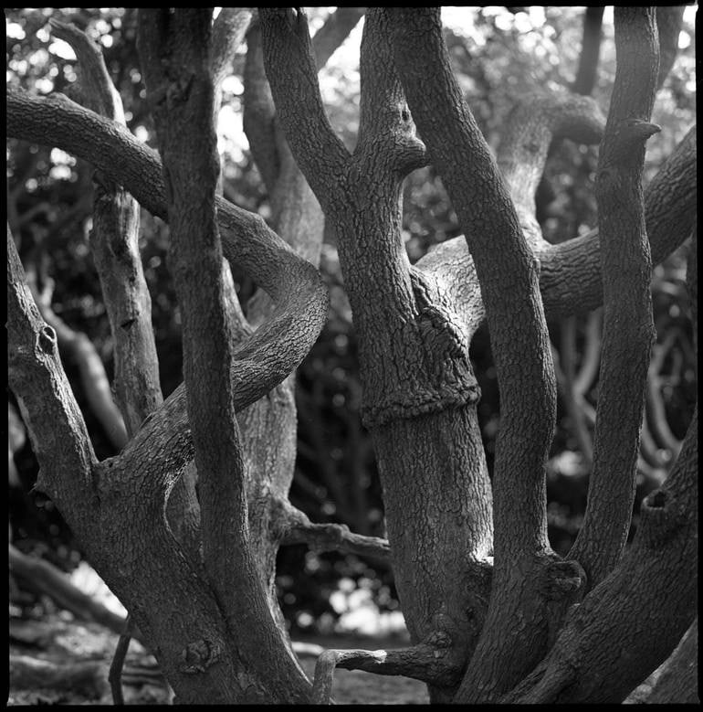 Edition 2/10 - Tree Branches, Melford Hall -Silver Gelatin Photograph (1 of 3)