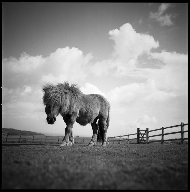 Billy, The Miniature Pony, Devon - Silver Gelatin Photograph (1 of 3)