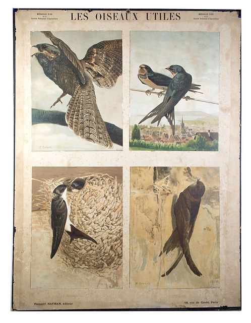 French Chromolithography 1879 birds school prints school aid #1: This chromolithography prints was edited by Fernand Nathan , a French editor which made its mark by creating in the last quarter of the 19Th century school books and supplies geared to this new