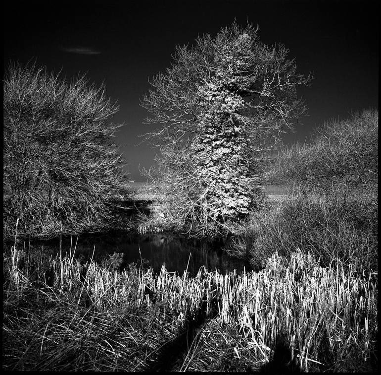 West Thorpe Iii, Suffolk (Infrared Film) - Silver Gelatin Photograph (1 of 3)