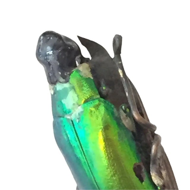 Circa 1900 Egyptian Revival Beetle Brooch - 4