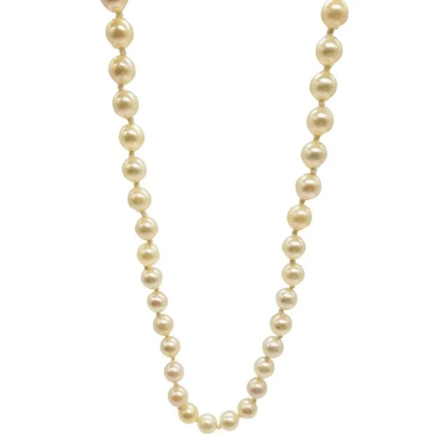 Mid-Century South Sea Roud Pearl Choker Necklace on Silk Cord W/ Silver Clasp - 2