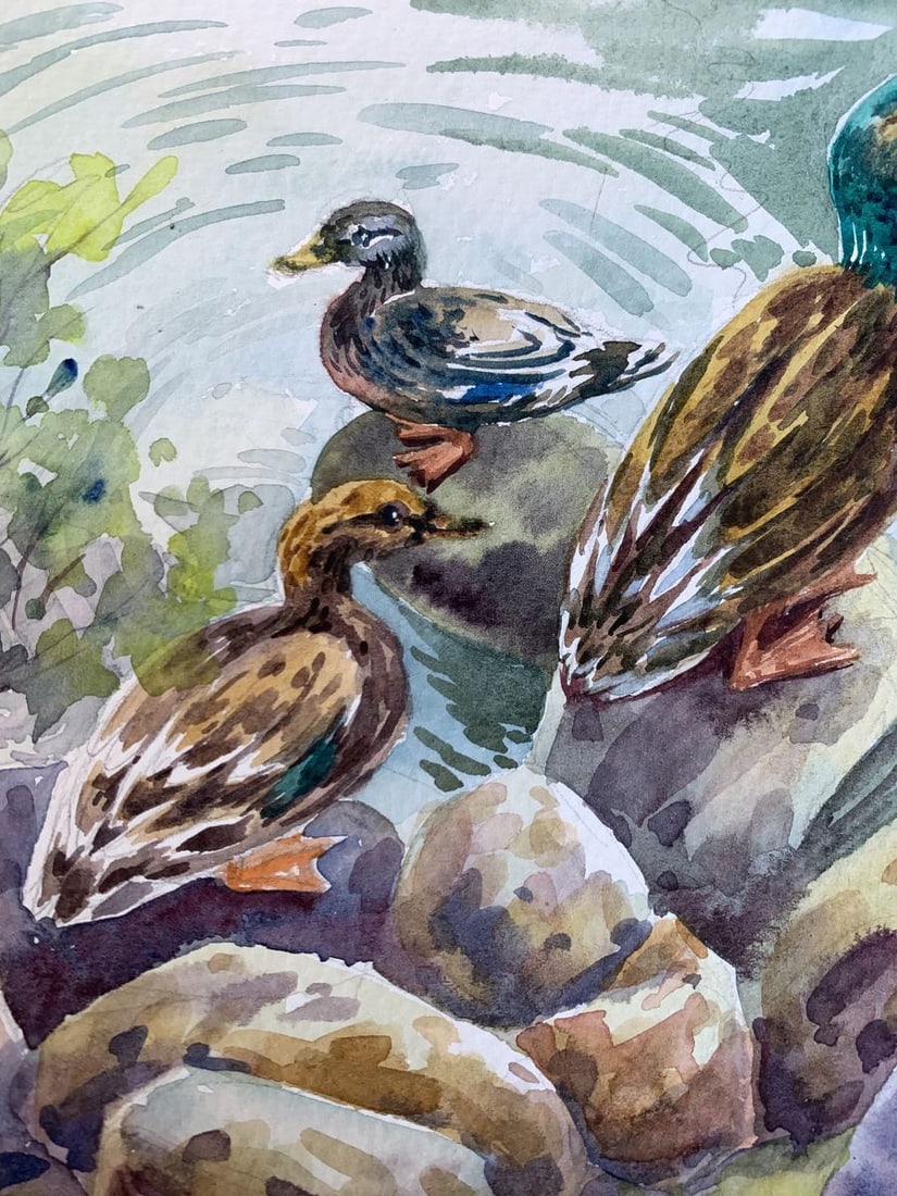 Watercolor painting Ducks by the pond Svetlana Gramm - 4