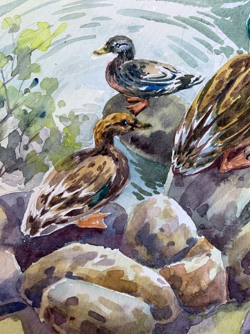 Watercolor painting Ducks by the pond Svetlana Gramm - 5