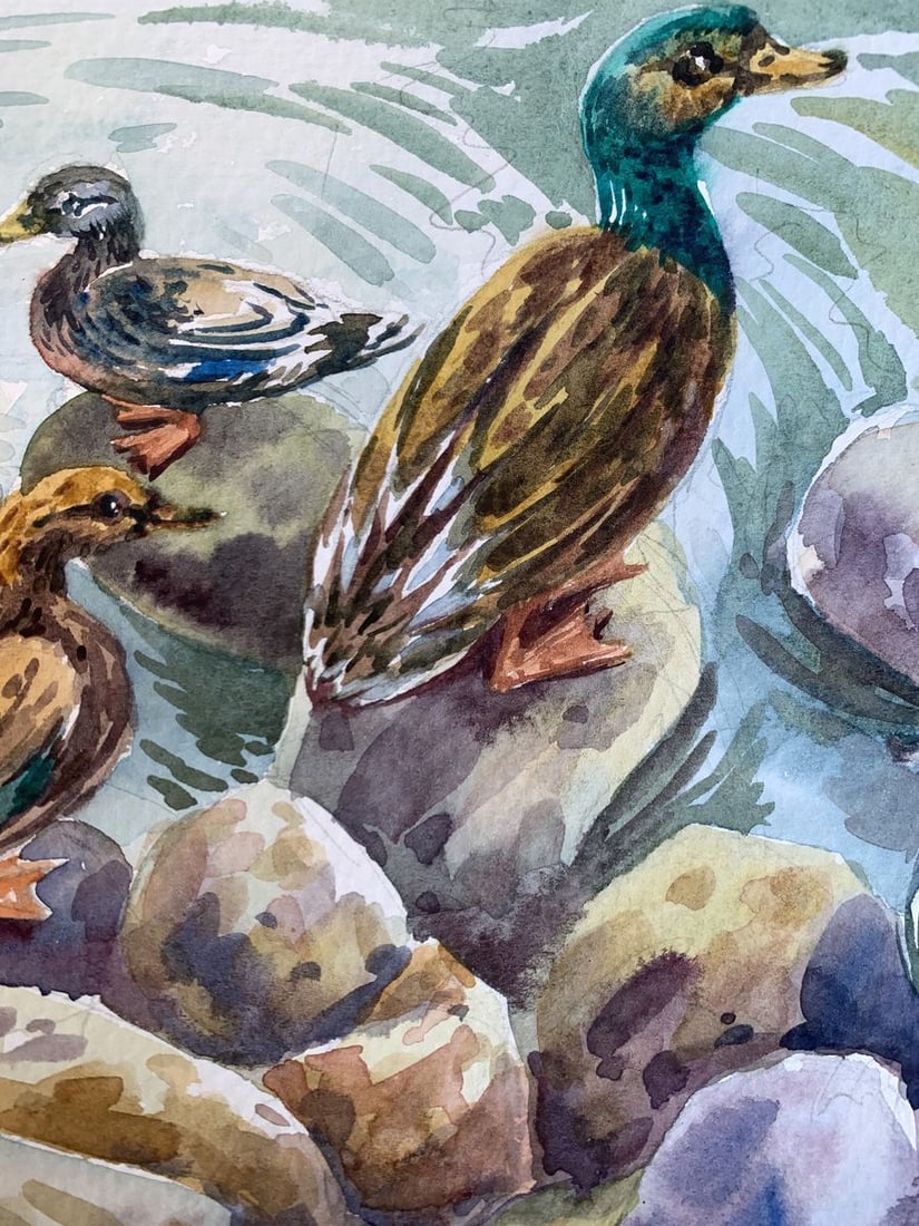 Watercolor painting Ducks by the pond Svetlana Gramm - 6