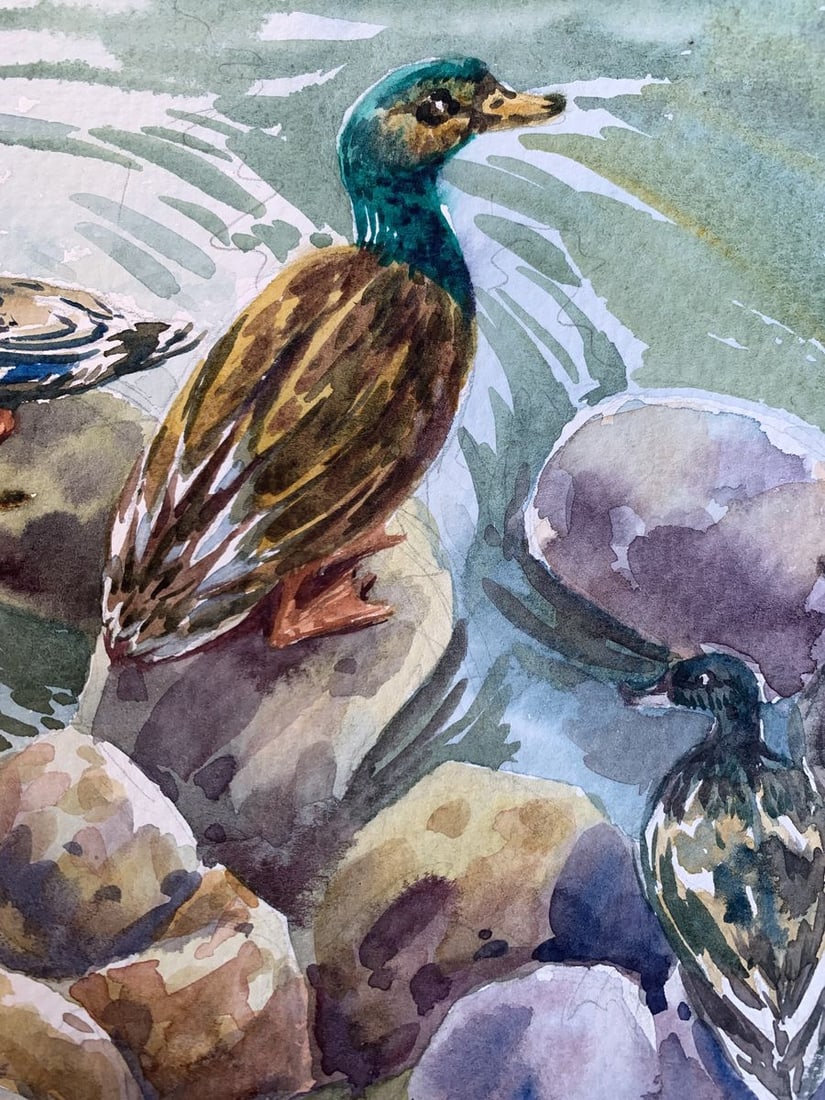 Watercolor painting Ducks by the pond Svetlana Gramm - 7