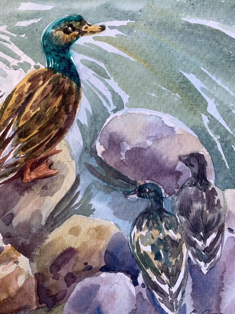Watercolor painting Ducks by the pond Svetlana Gramm - 9