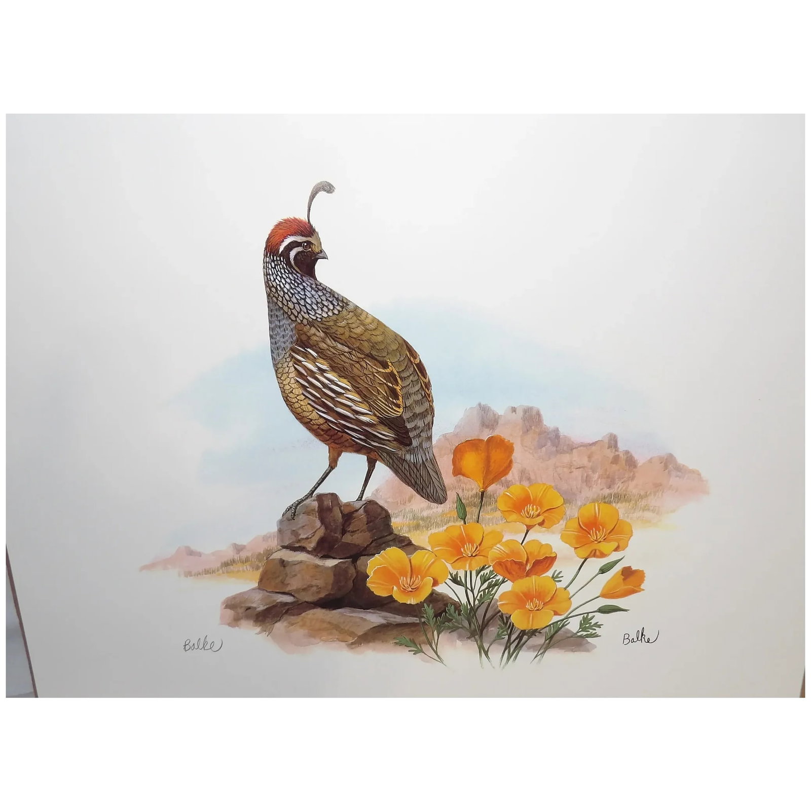Vintage Don Balke Print of Quail 1992 Fleetwood Cheyenne Wyoming U.S.A. 38166A - 2