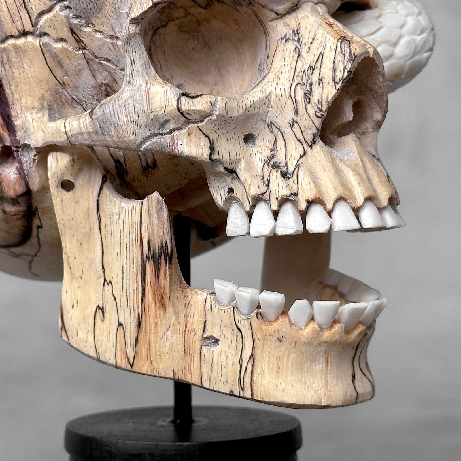 Stunning Human Skull With A Carved Snake - 7