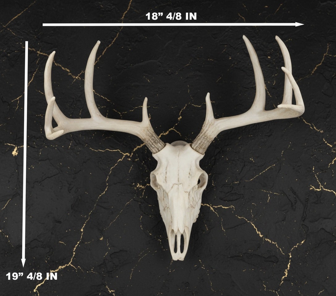 Rustic Deer Antler Wall Mount Large Taxidermy Bust Hunting Lodge Decor - 2