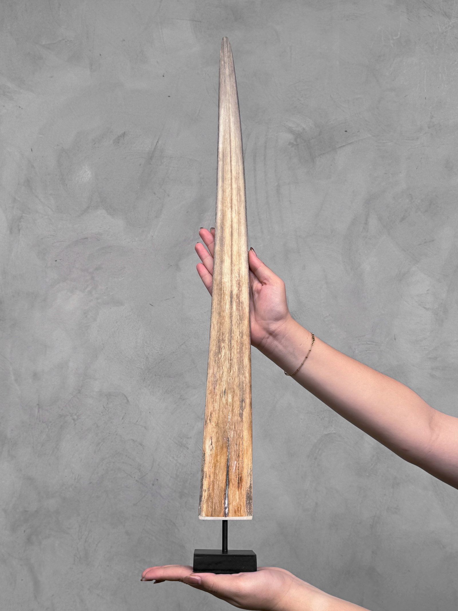Swordfish tusk with stand - 2