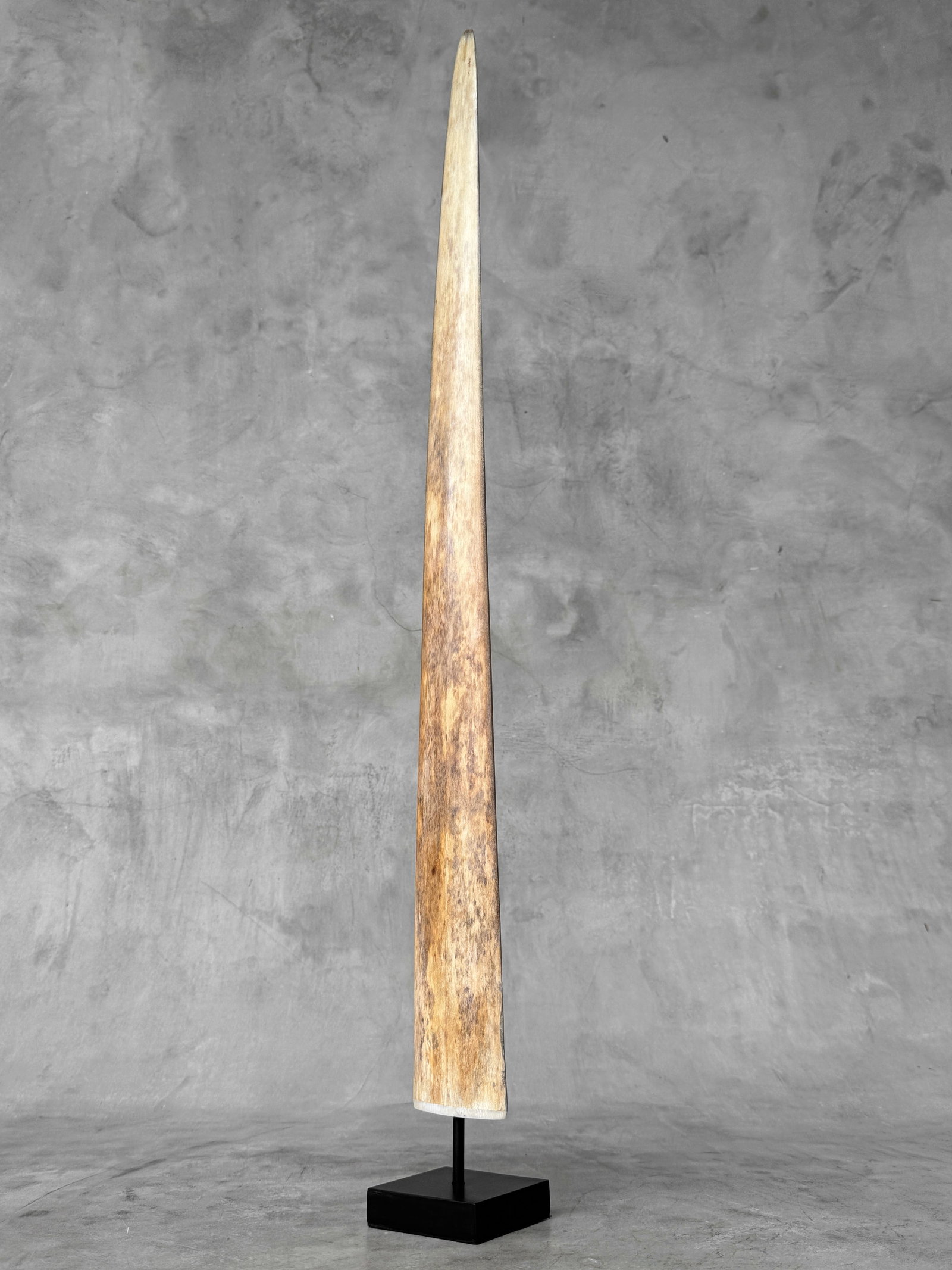 Swordfish tusk with stand - 3