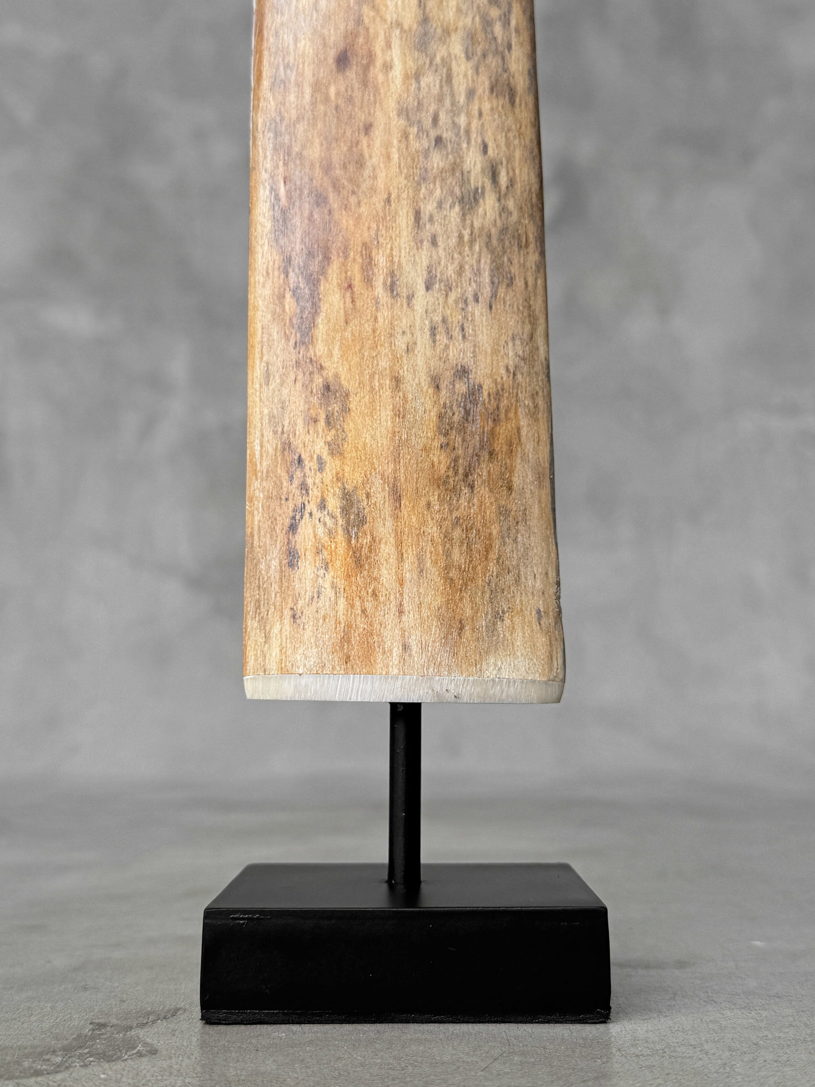 Swordfish tusk with stand - 4