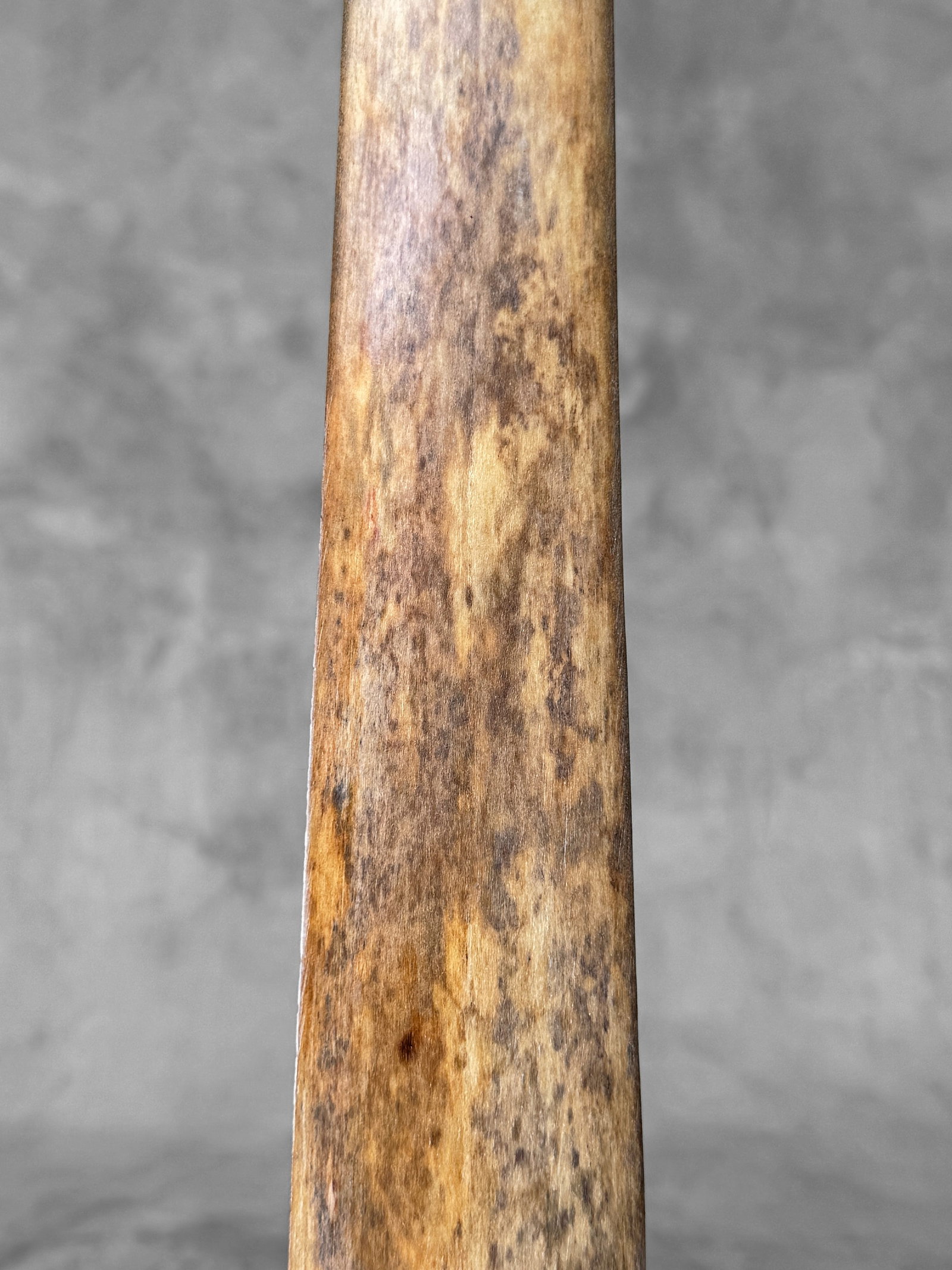 Swordfish tusk with stand - 5