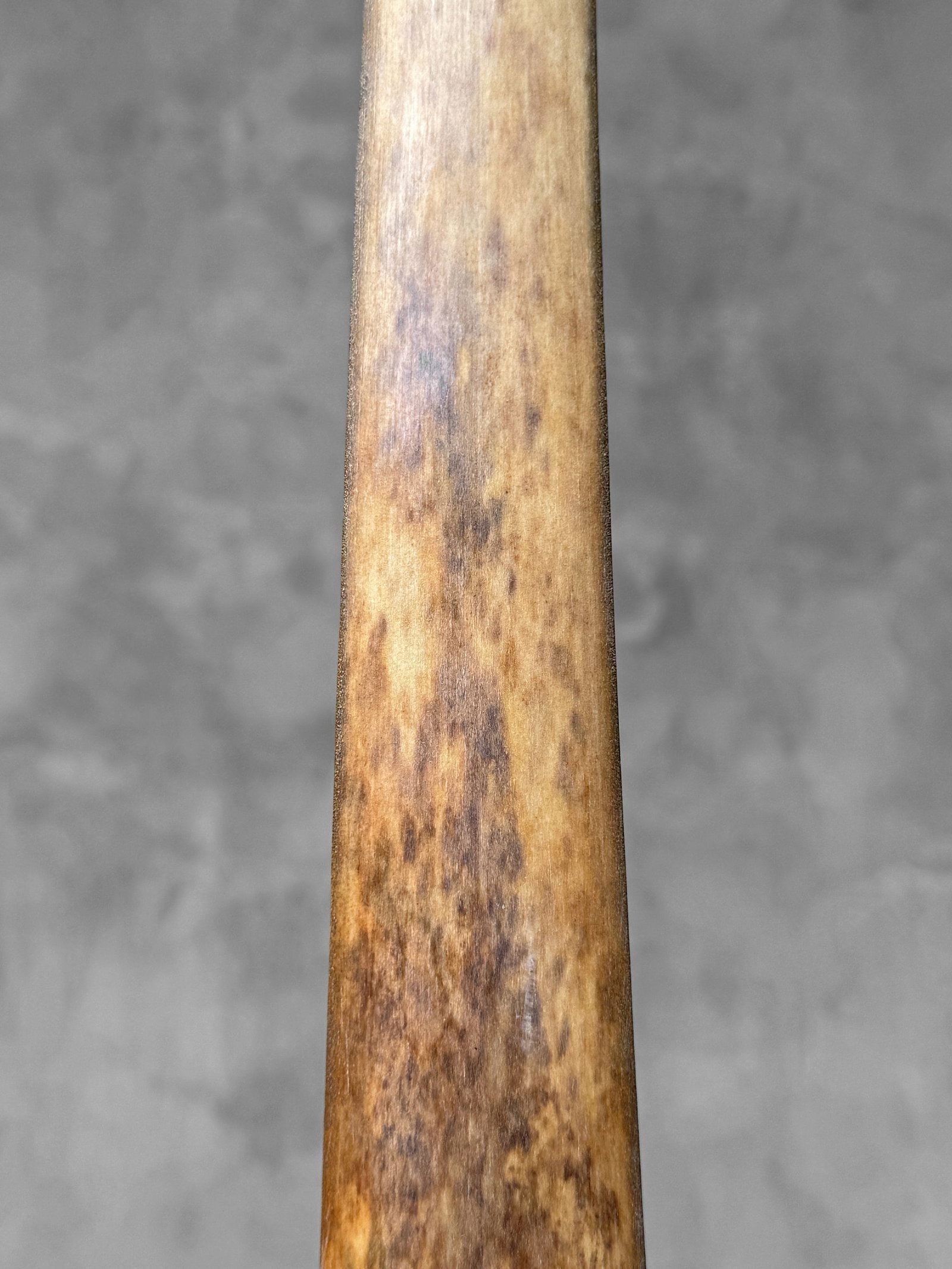 Swordfish tusk with stand - 6