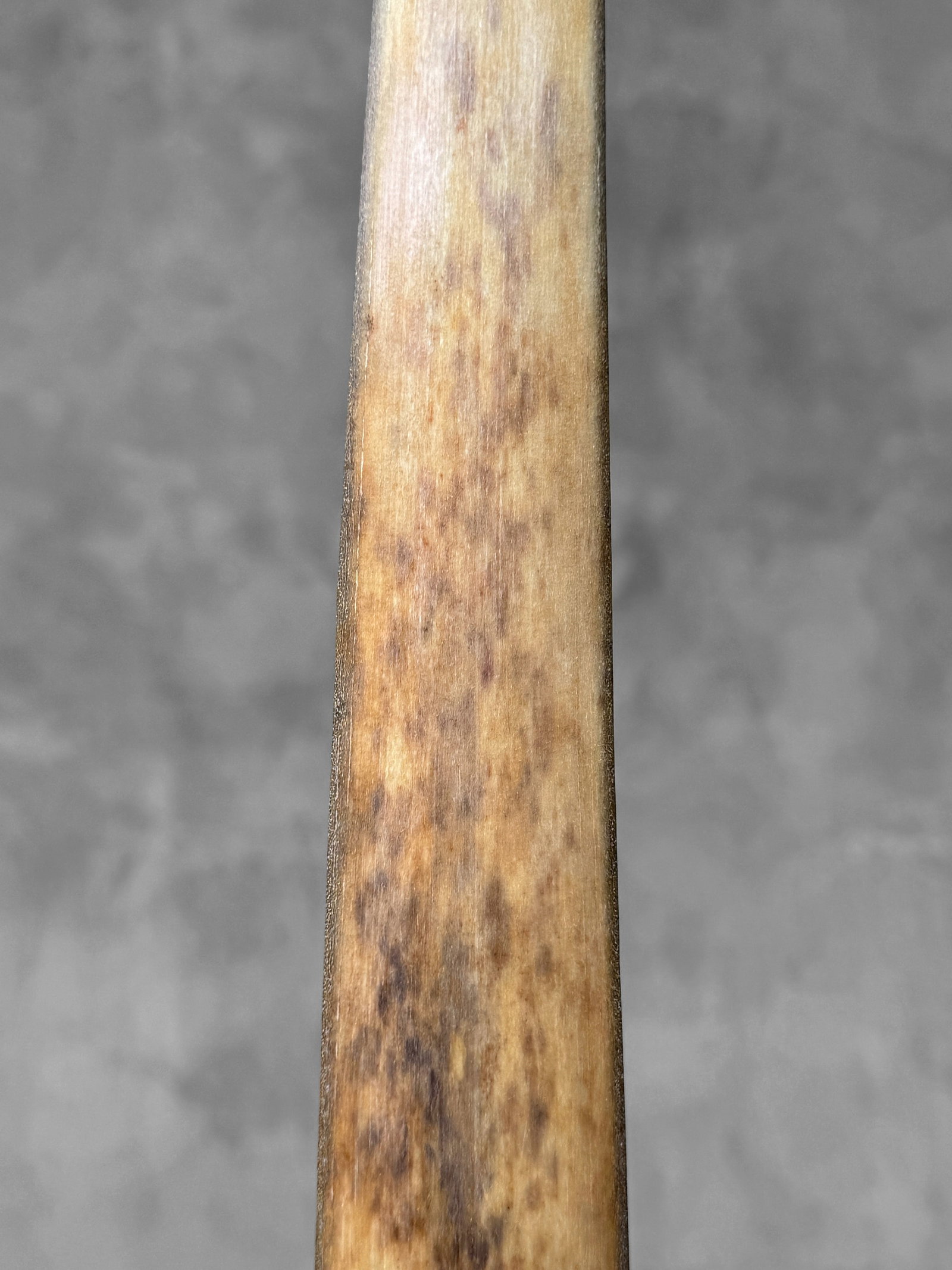 Swordfish tusk with stand - 7