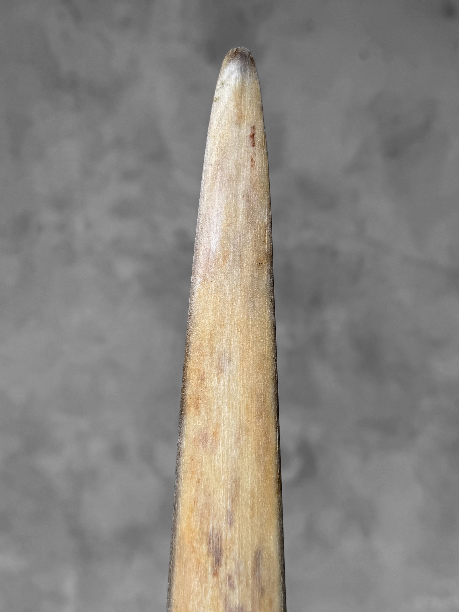 Swordfish tusk with stand - 8