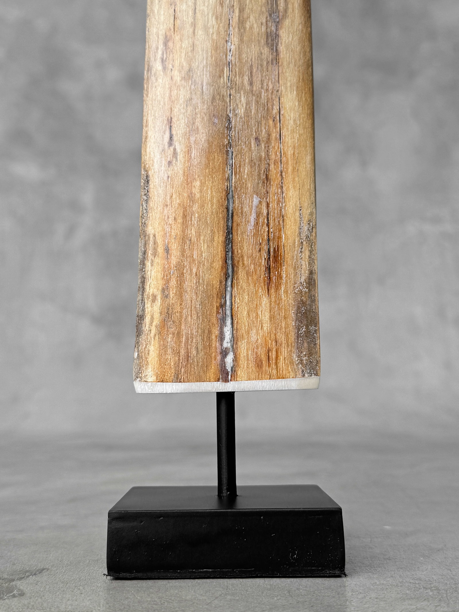 Swordfish tusk with stand - 9