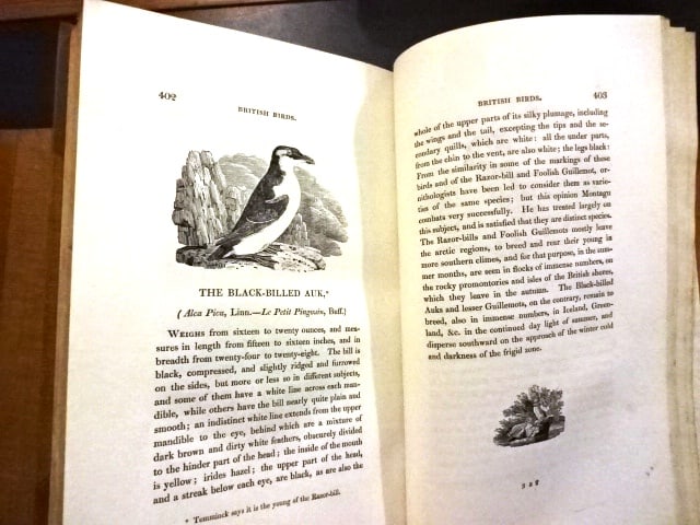 1804 Bewick History of British Birds - 4