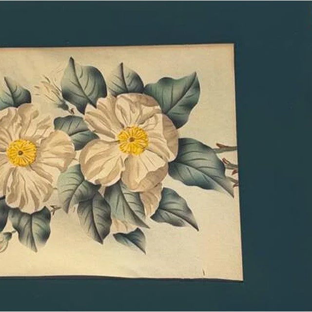 Mid Century White Camellia Botanical Floral Lithograph Print in Original Frame - 4