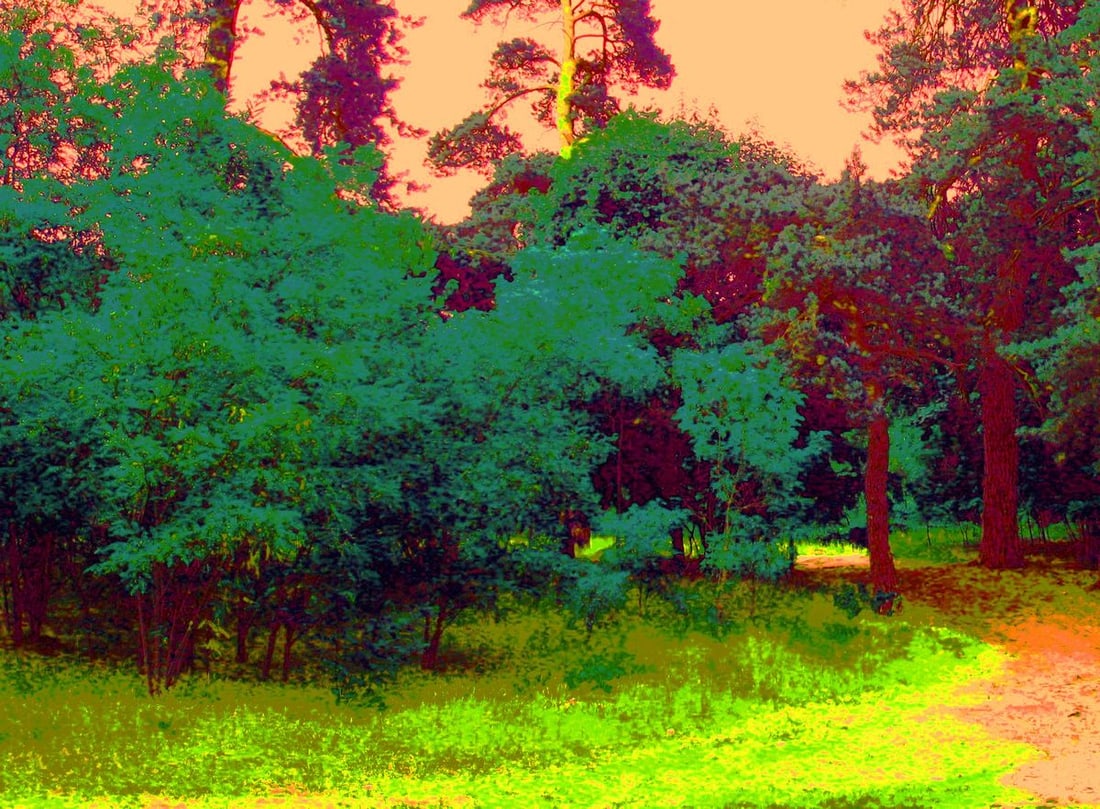 Oil painting Sunset in the forest Boris Serdyuk - 5