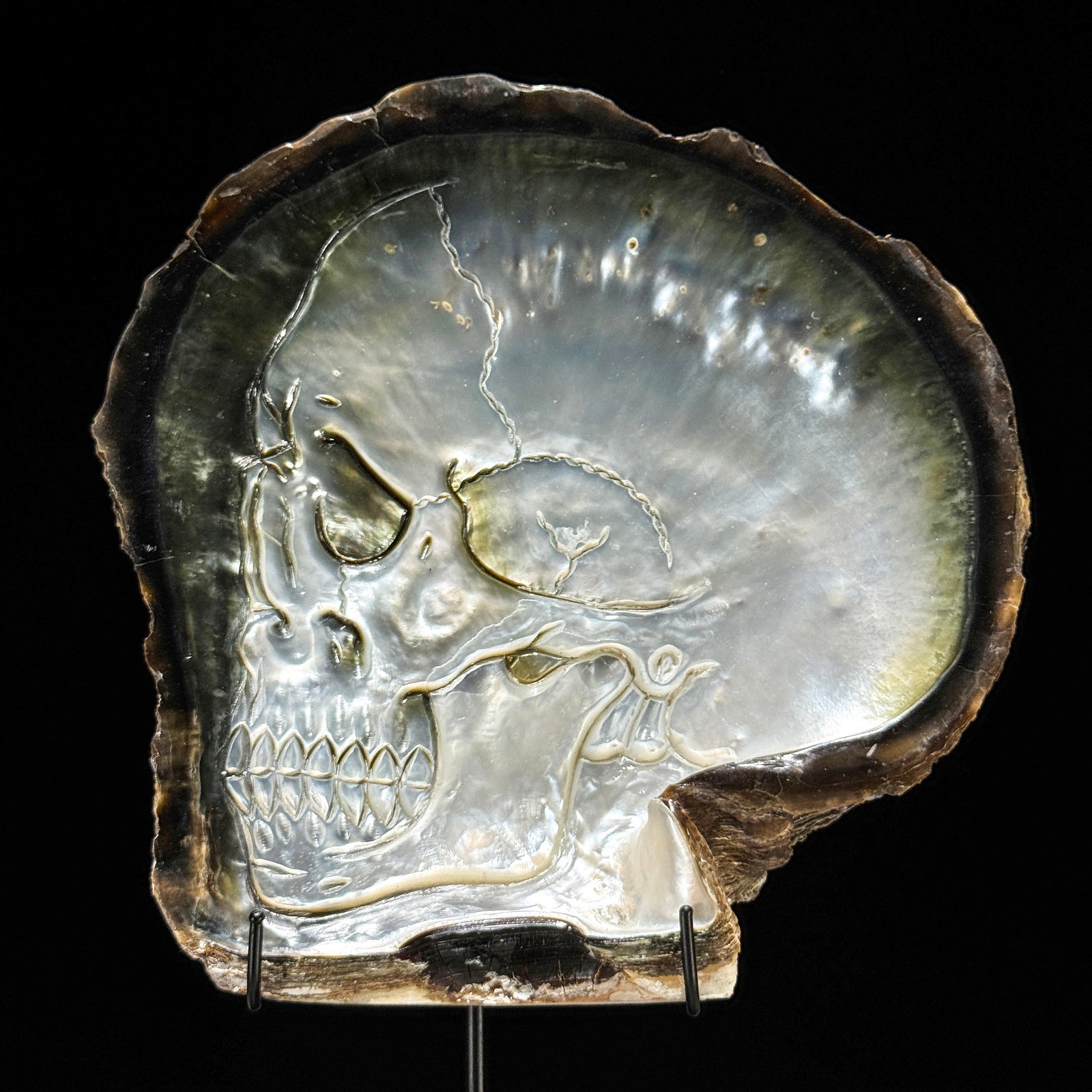 Engraved mother of pearl shell - Human skull motif - 2
