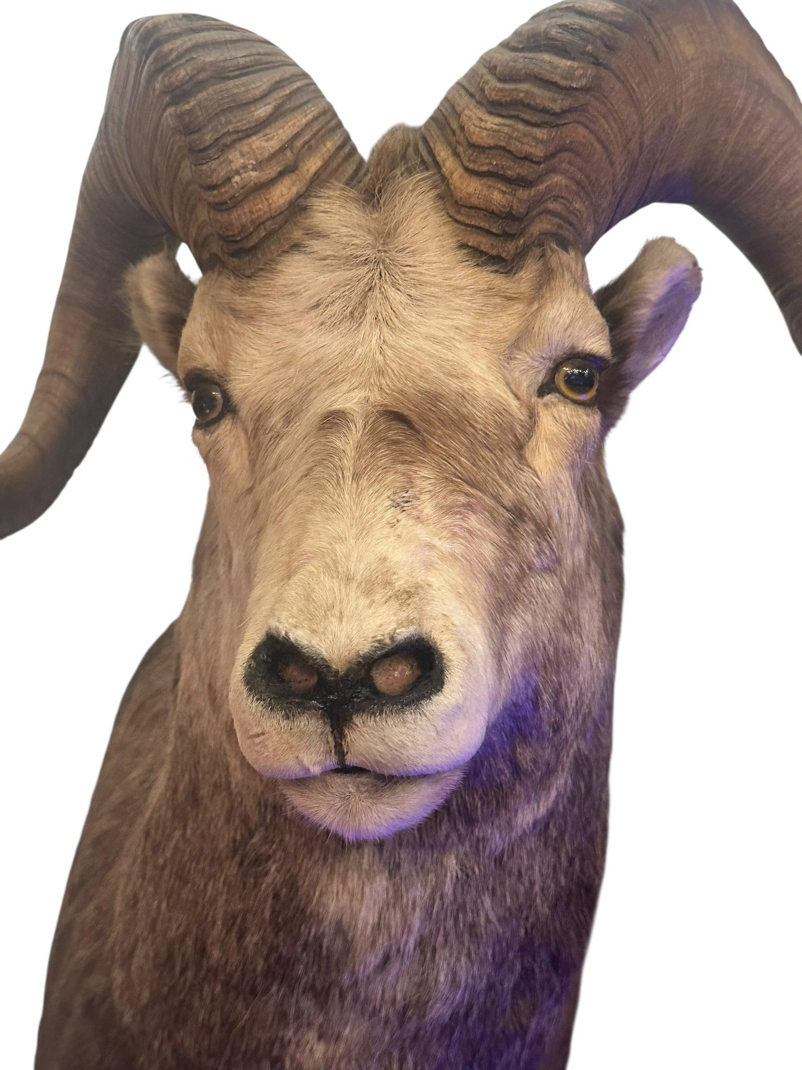 Vintage Stone Sheep Ram Taxidermy Mount Wall Decor - 2