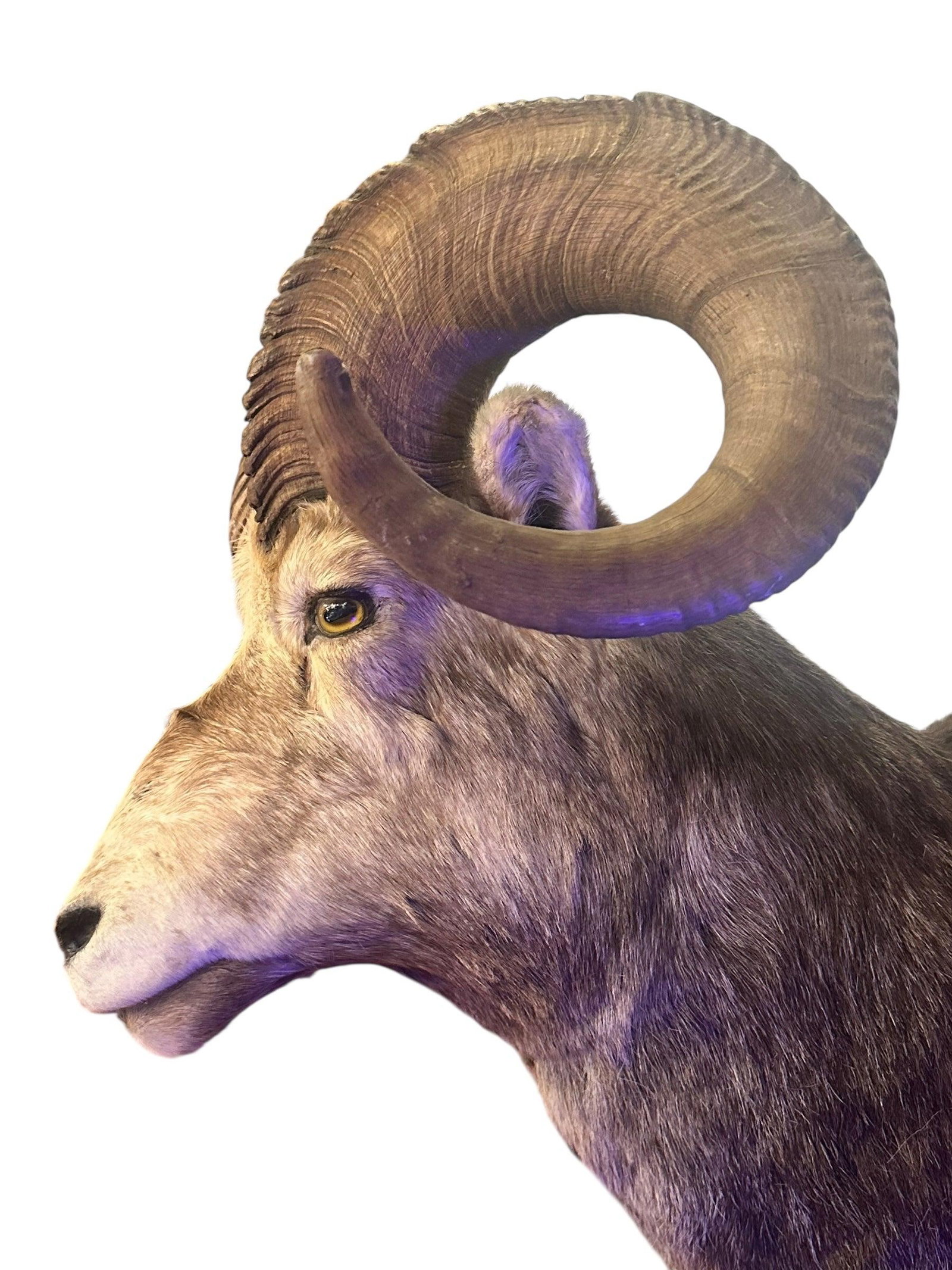 Vintage Stone Sheep Ram Taxidermy Mount Wall Decor - 3