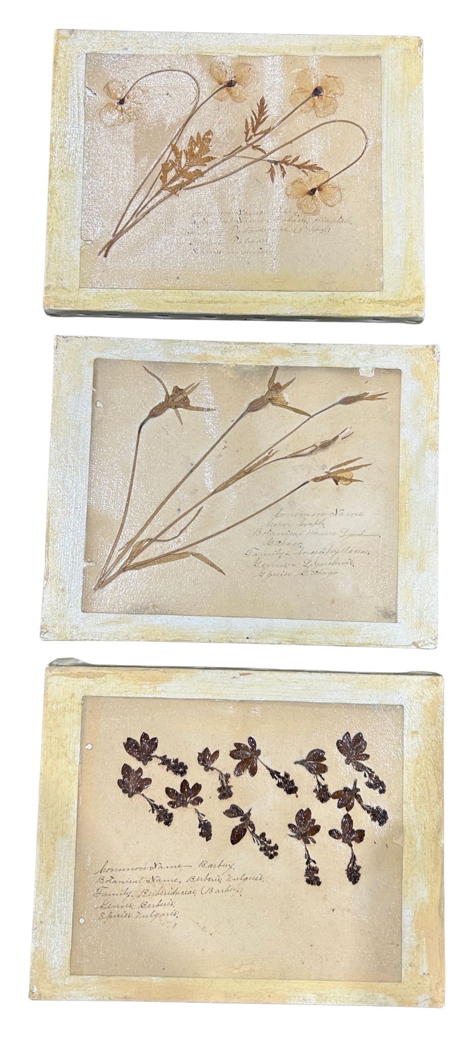 Set of Three Botanical Studies on Canvas Board: This lot presents a collection of three framed botanical studies, each showcasing pressed and dried plant specimens mounted on aged paper. Each specimen appears to be hand-labeled with scientific