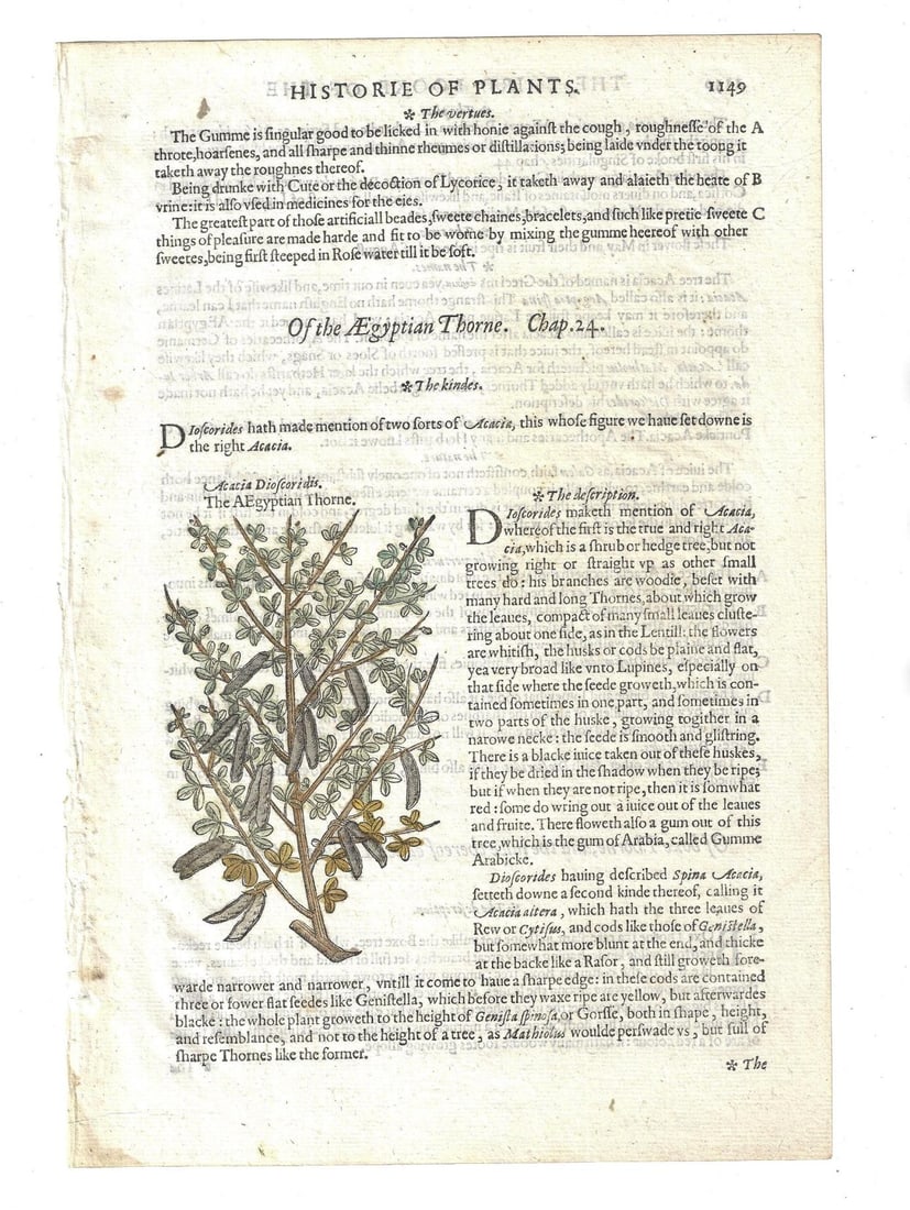 1597 Handcolored Leaf from English Herbal: A handcolored leaf from an English Herbal compiled by John Gerard in his work "Generall Historie of Plants", printed at by John Norton London in 1597. This is from a collection assembled by Otto Ege