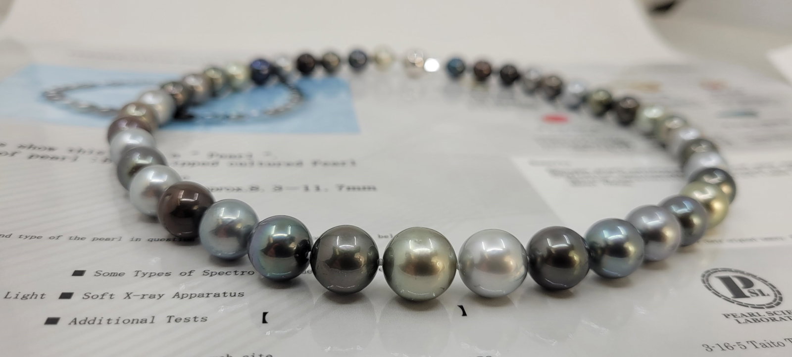 Necklace PSL Certified Tahitian Pearls - 8.3x11.7mm - 14